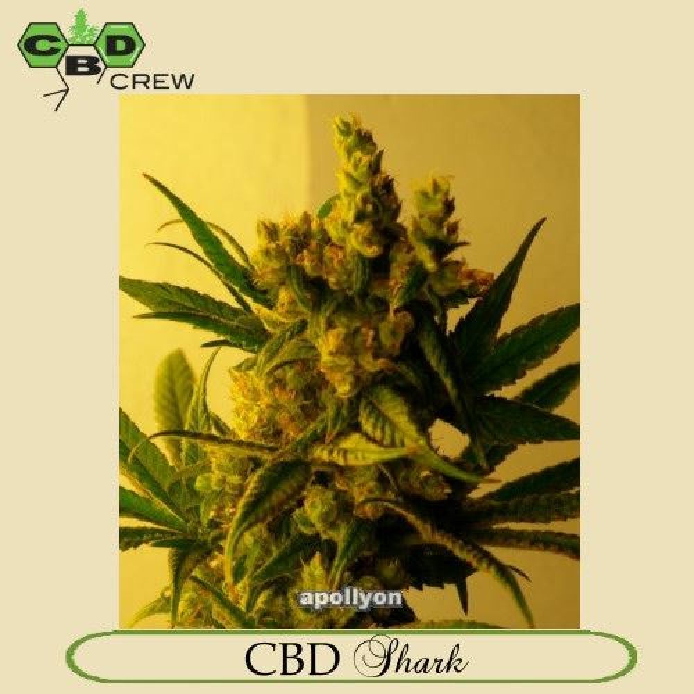 CBD Shark