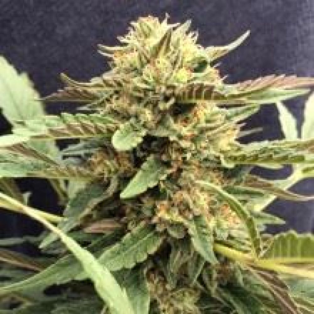 CBD Therapy