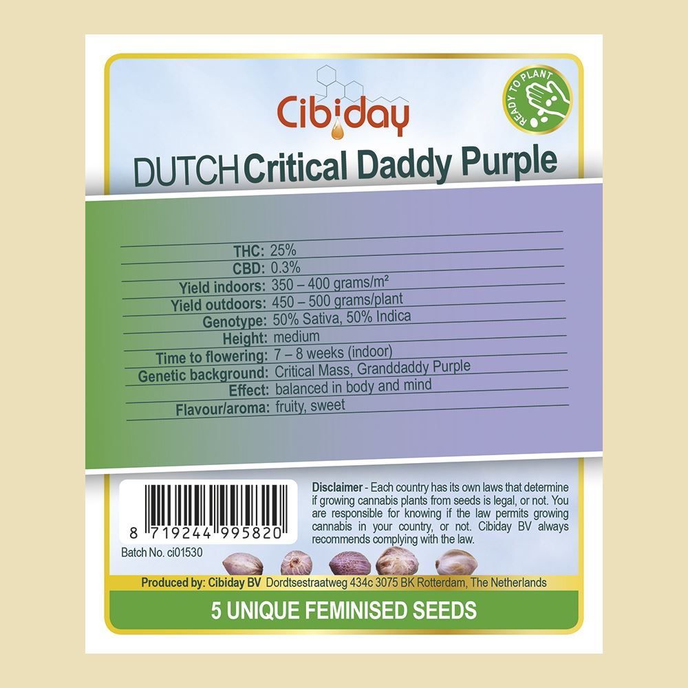 Dutch Critical Granddaddy Purple