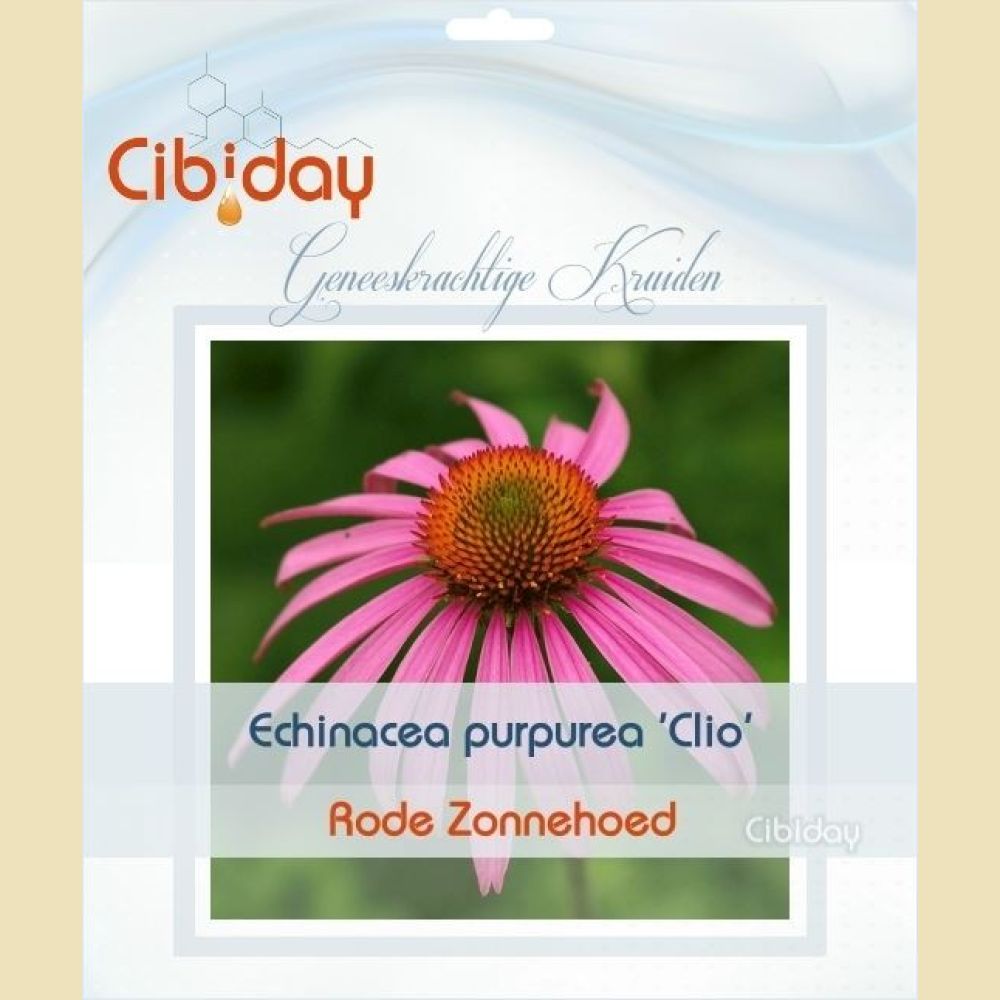 Echinacea Purpurea Clio