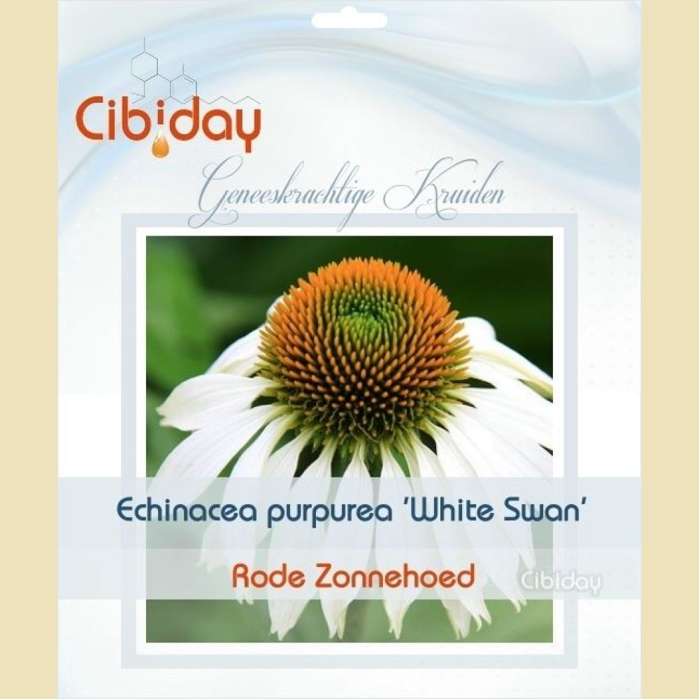 Echinacea Purpurea White Swan