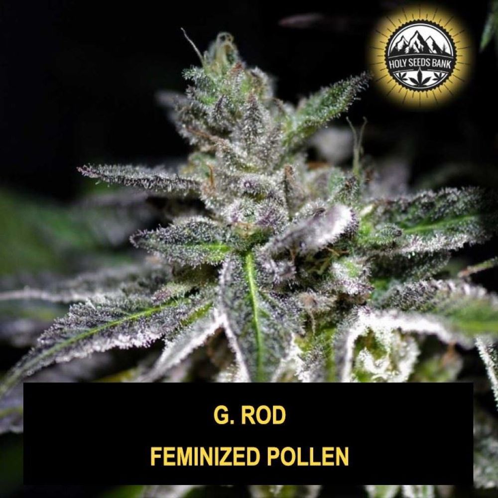 G. Rod Wietpollen