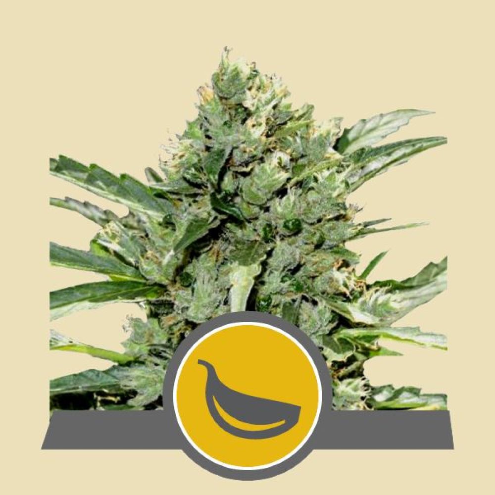 Garlic Mist Regular