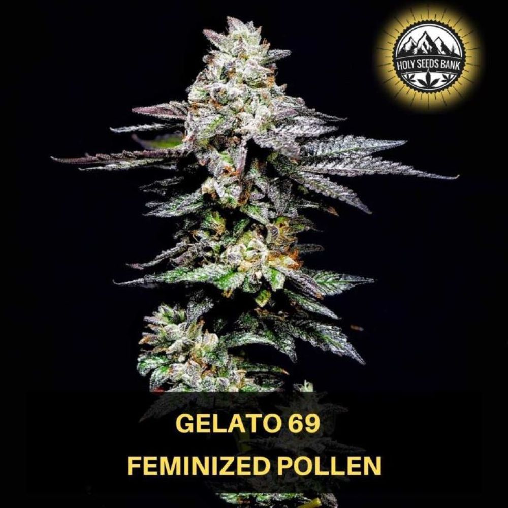 Gelato 69 Wietpollen