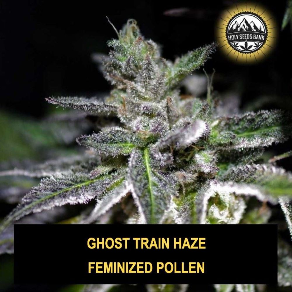 Ghost Train Haze Wietpollen