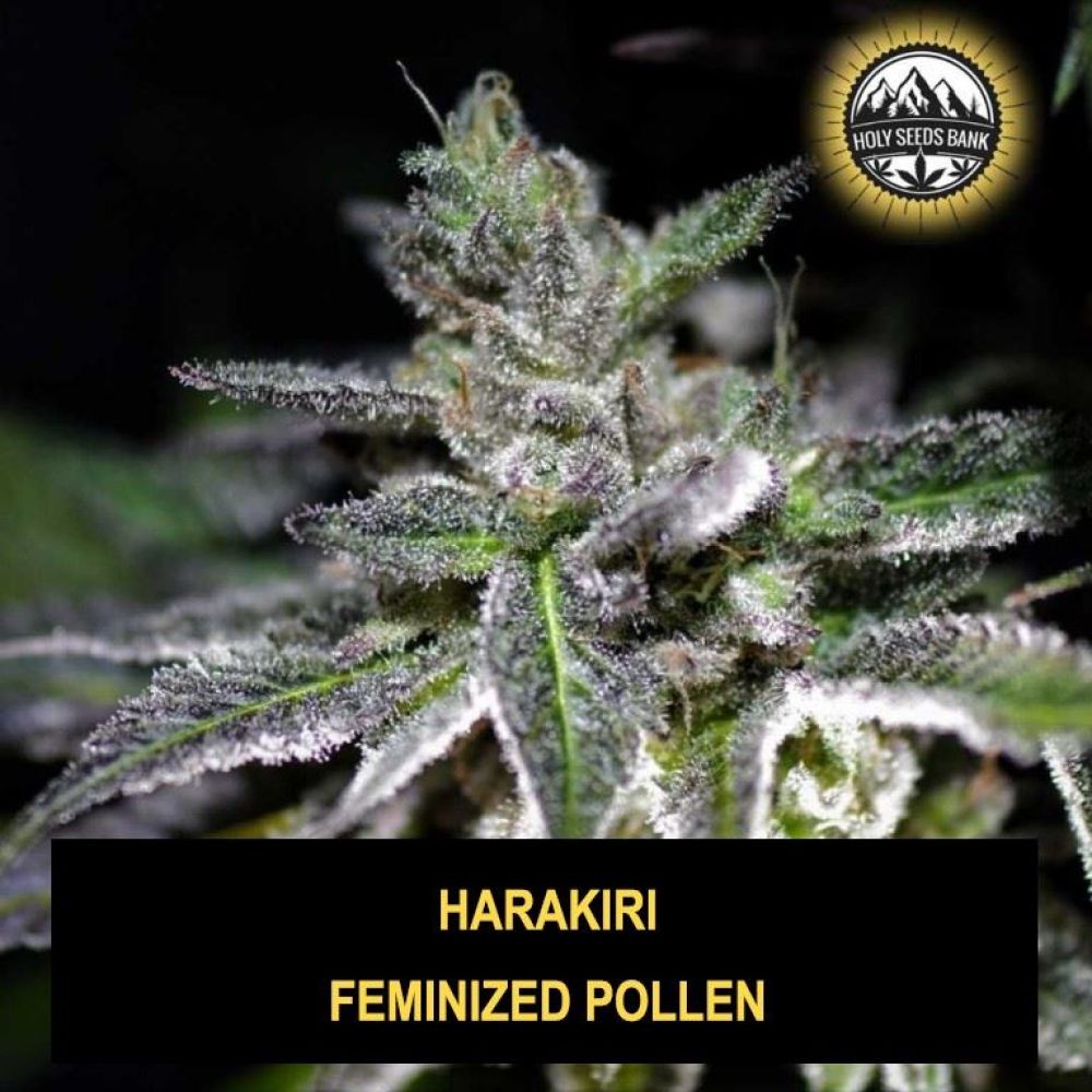 Harakiri Wietpollen