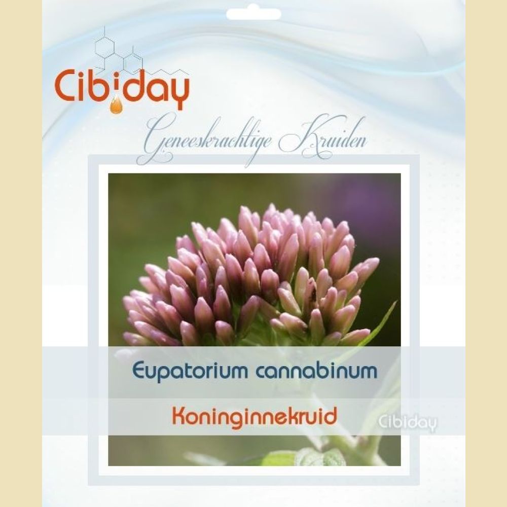 Koninginnekruid Zaden