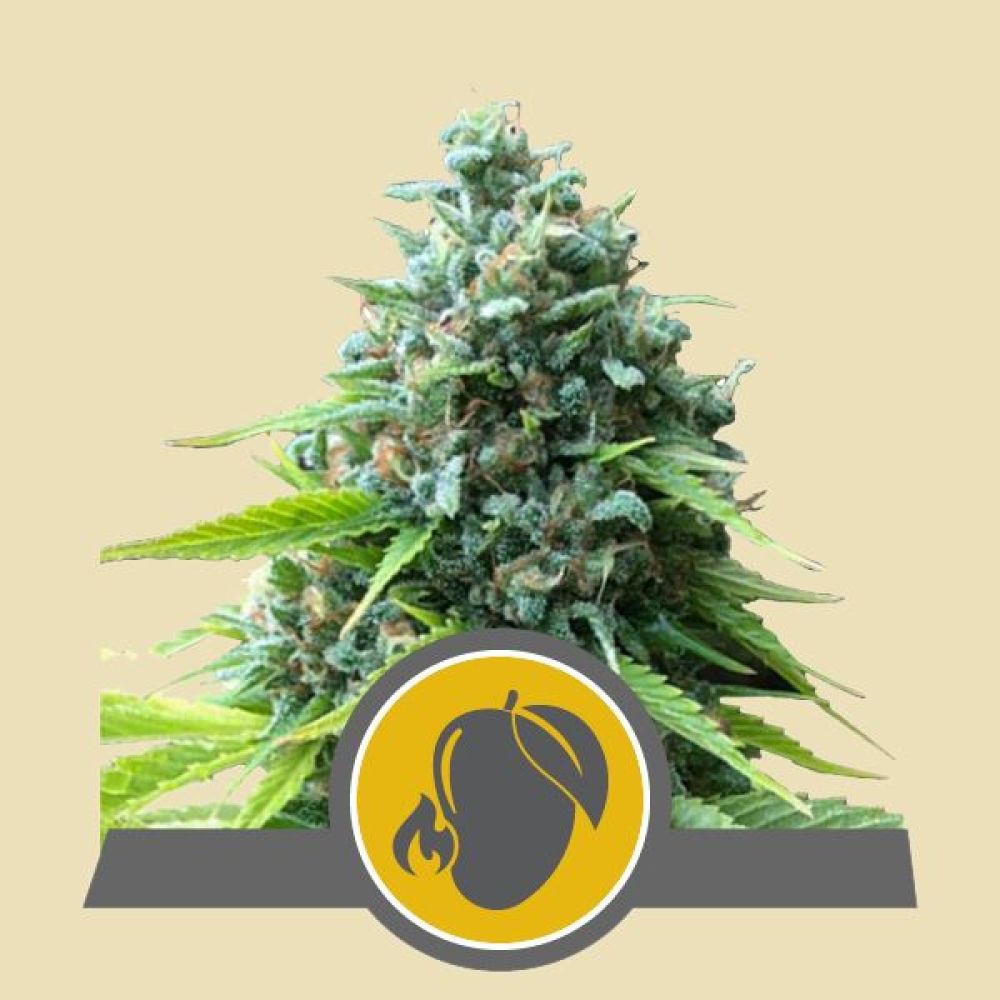 Mango Crunch regular