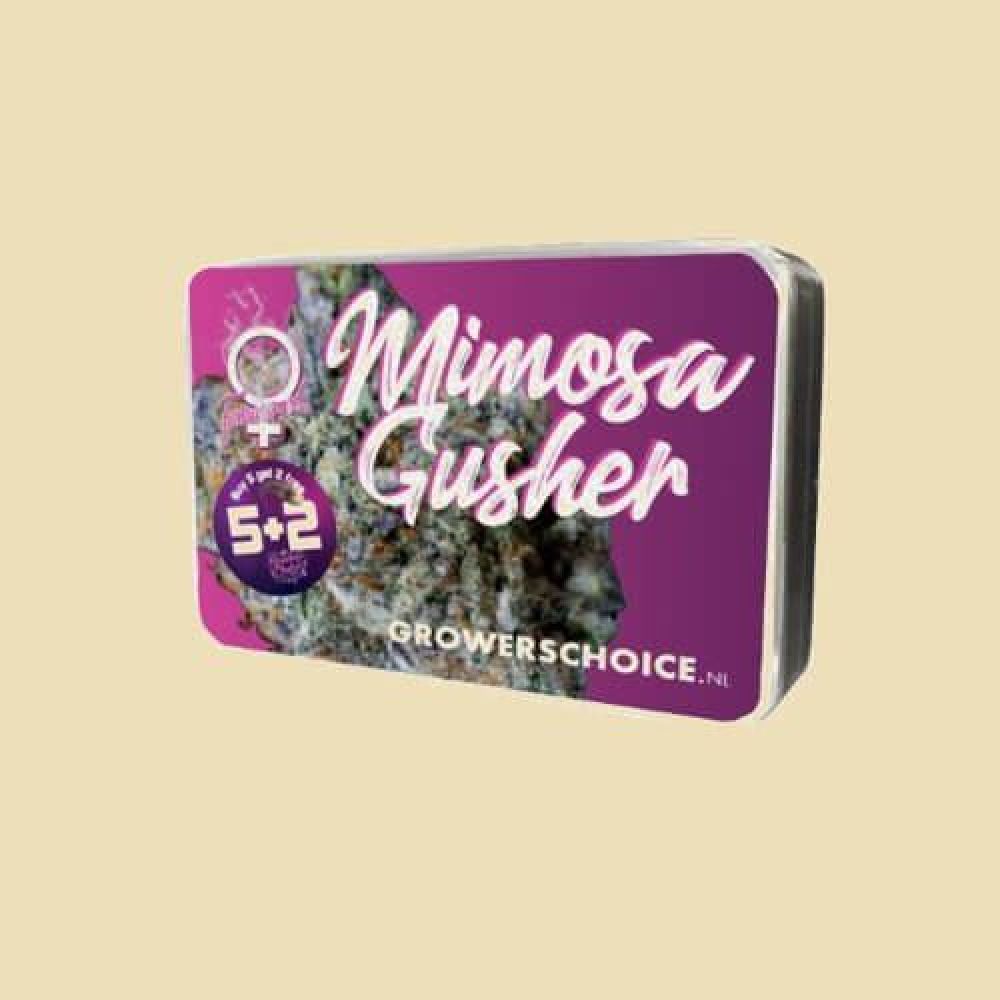 Mimosa Gusher