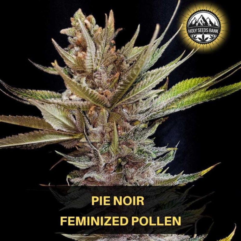 Pie Noir Wietpollen