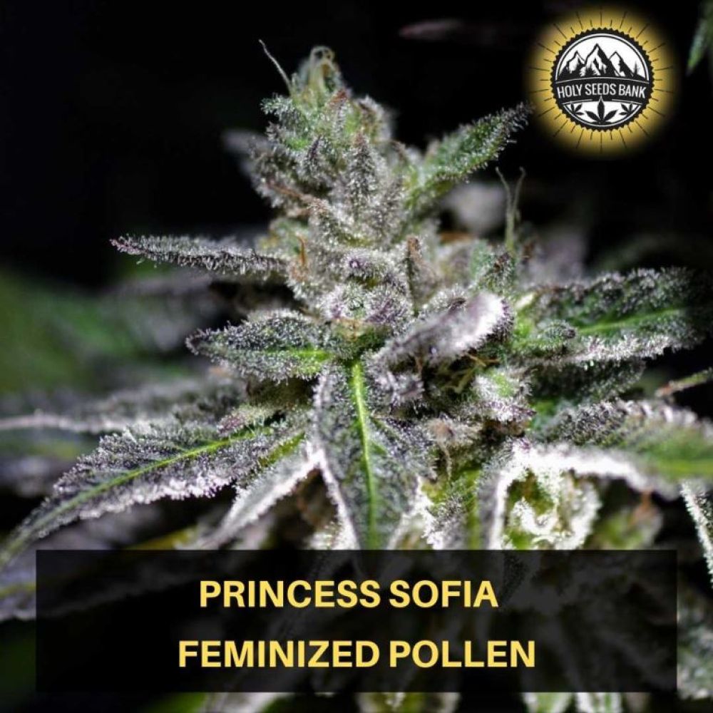 Princess Sofia Wietpollen
