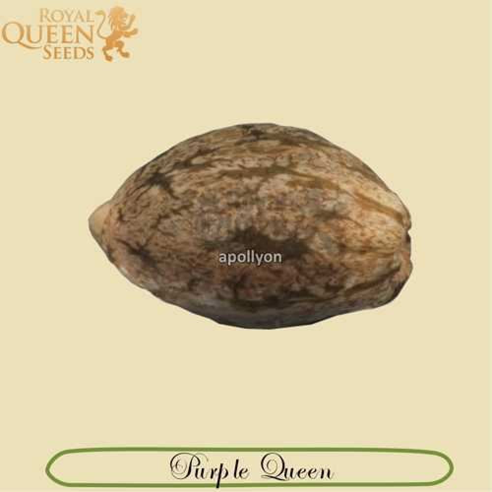 Purple Queen