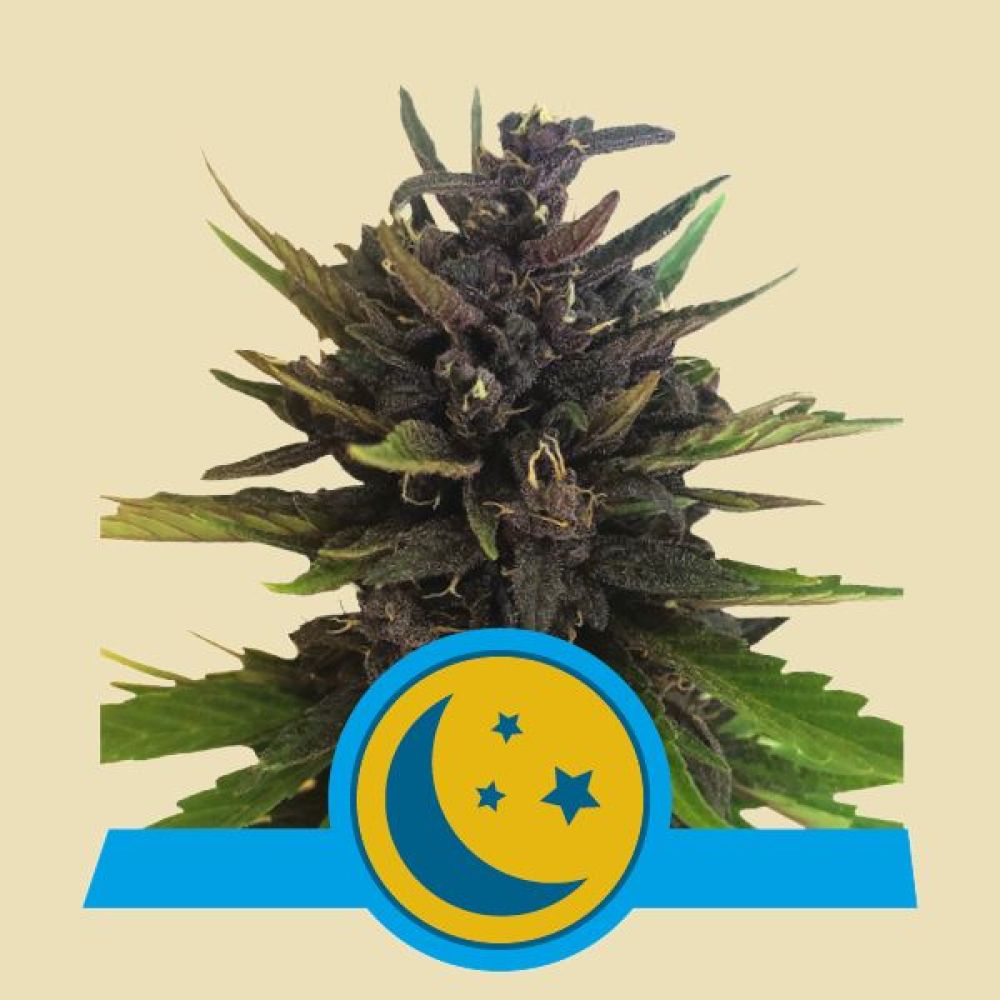 Purplematic CBD