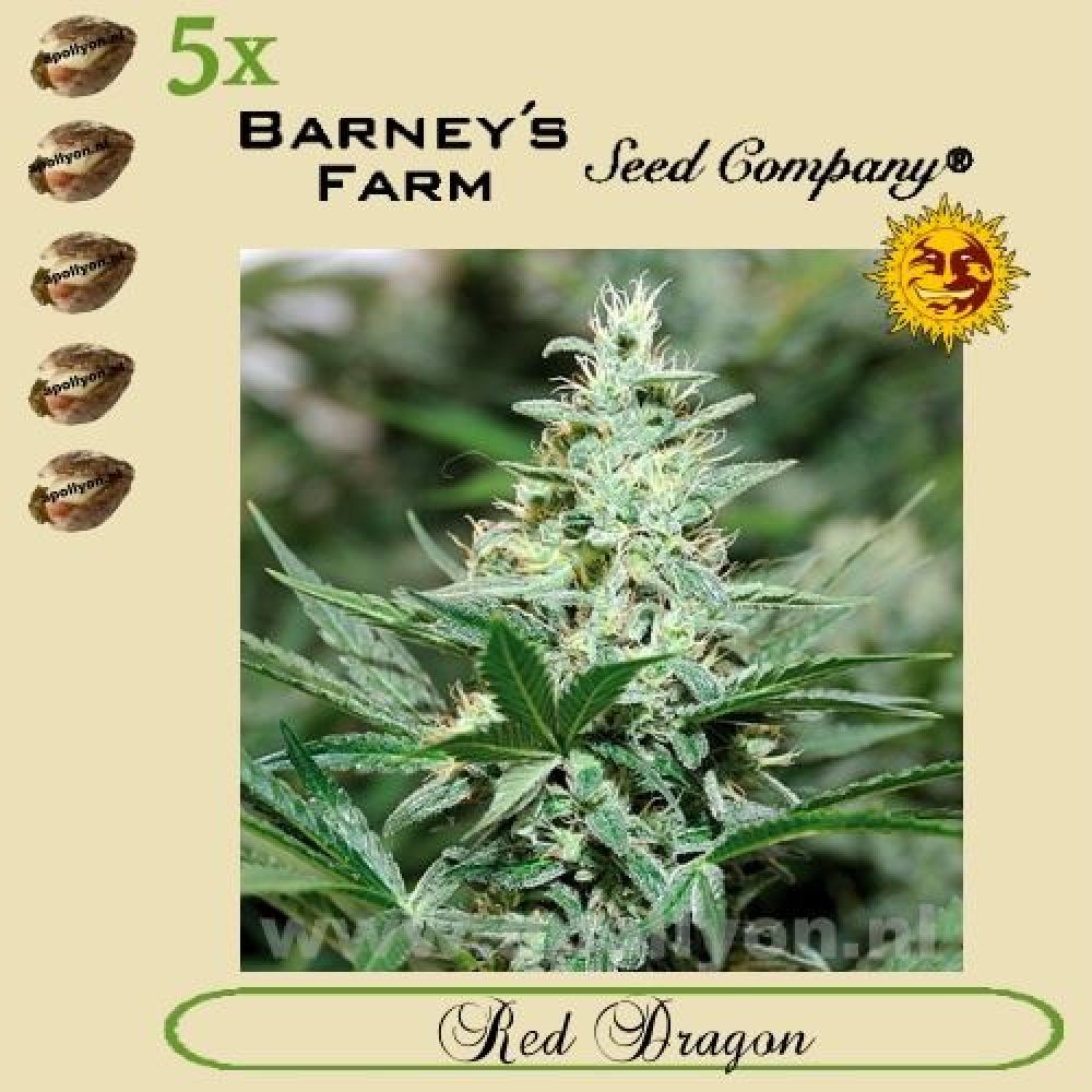 Red Dragon 5x