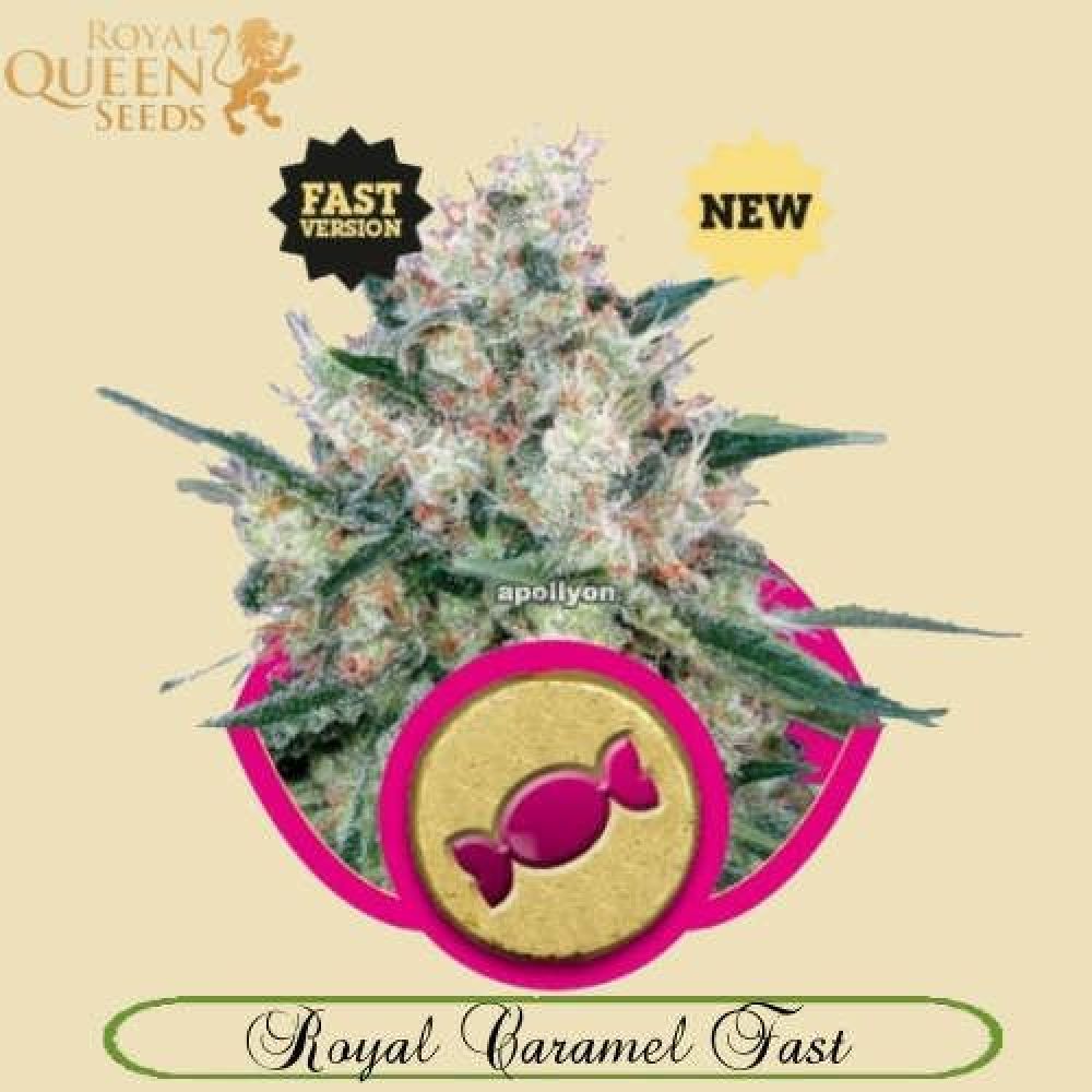 Royal Caramel Fast Version
