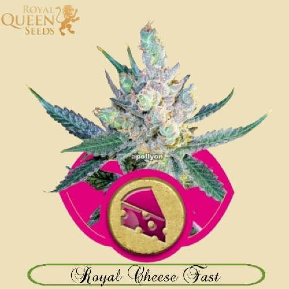 Royal Cheese Fast Version