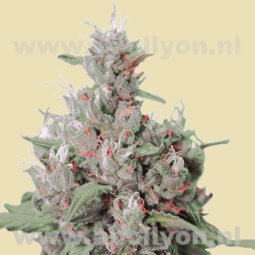 Royal Creamatic