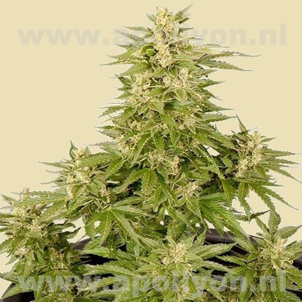 Royal Critical Automatic