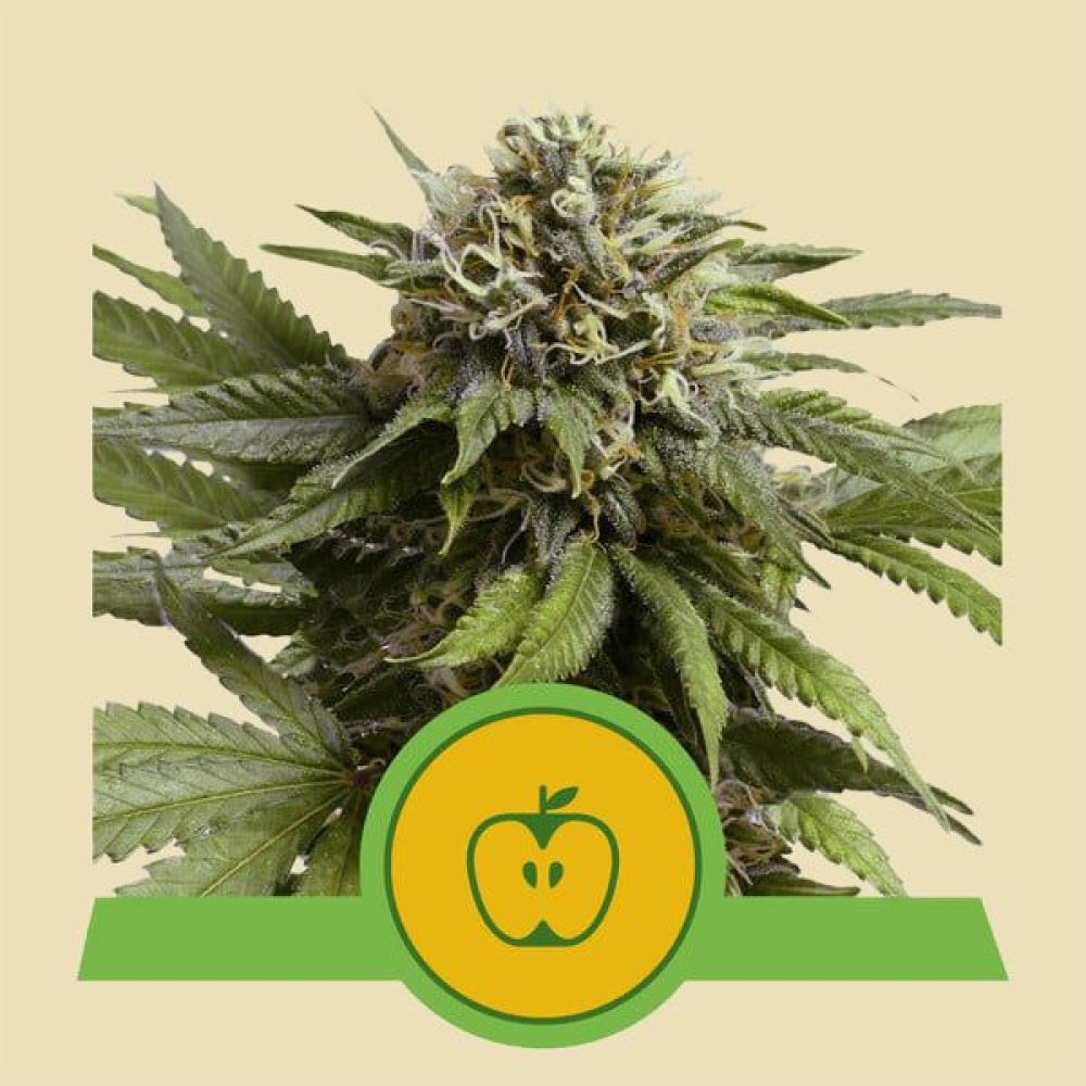 RQS Apple Fritter Autoflowering