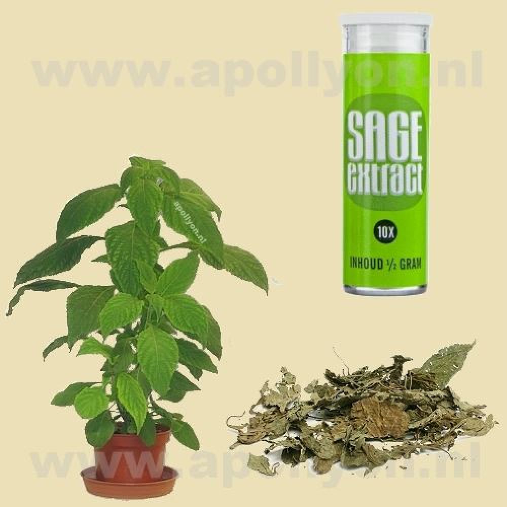 Salvia  10x 0,5gr