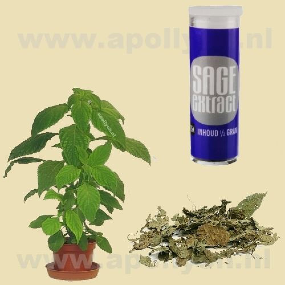 Salvia  15x 0,5gr
