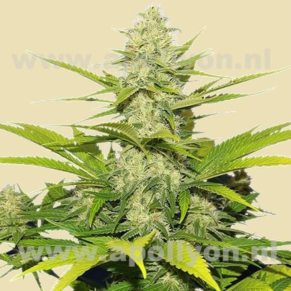 Skunk XL