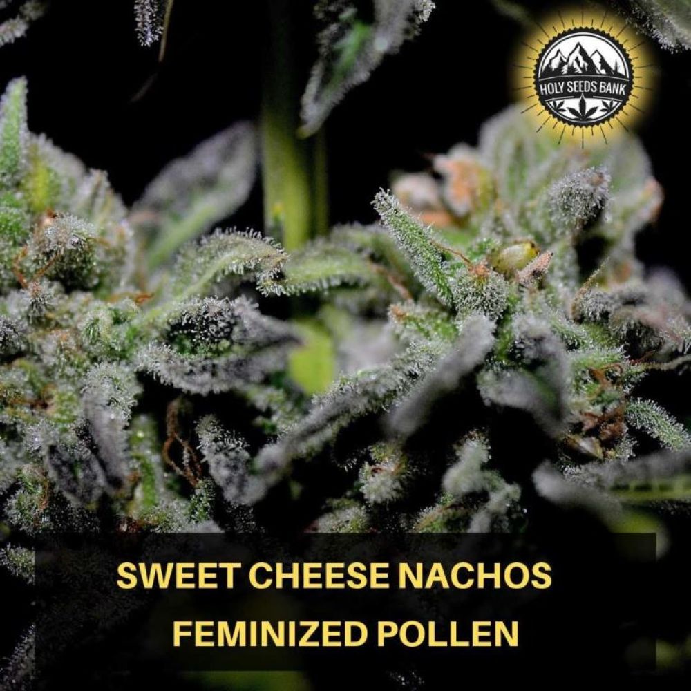 Sweet Cheese Nachos Wietpollen