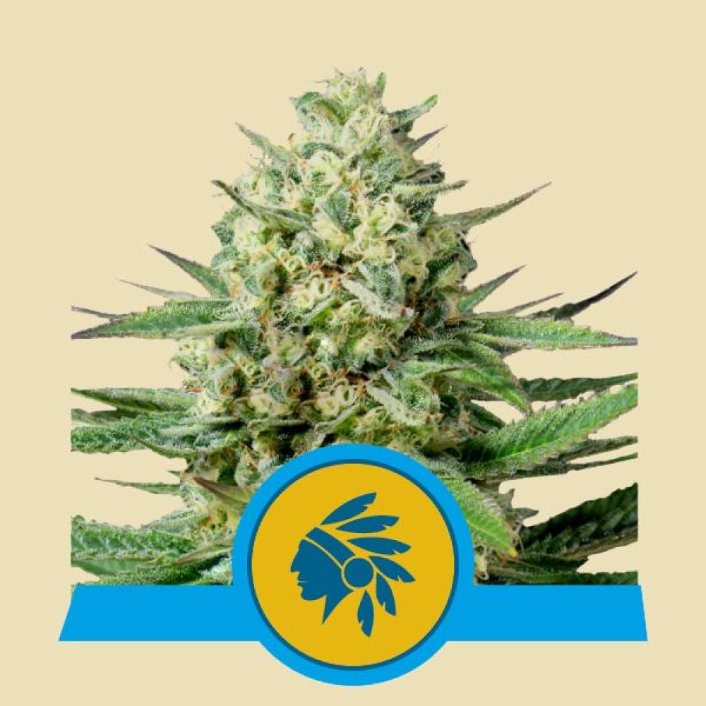 Tatanka Pure CBD