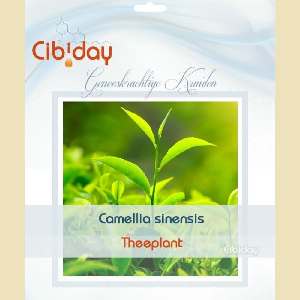Theeplant - Camellia sinensis
