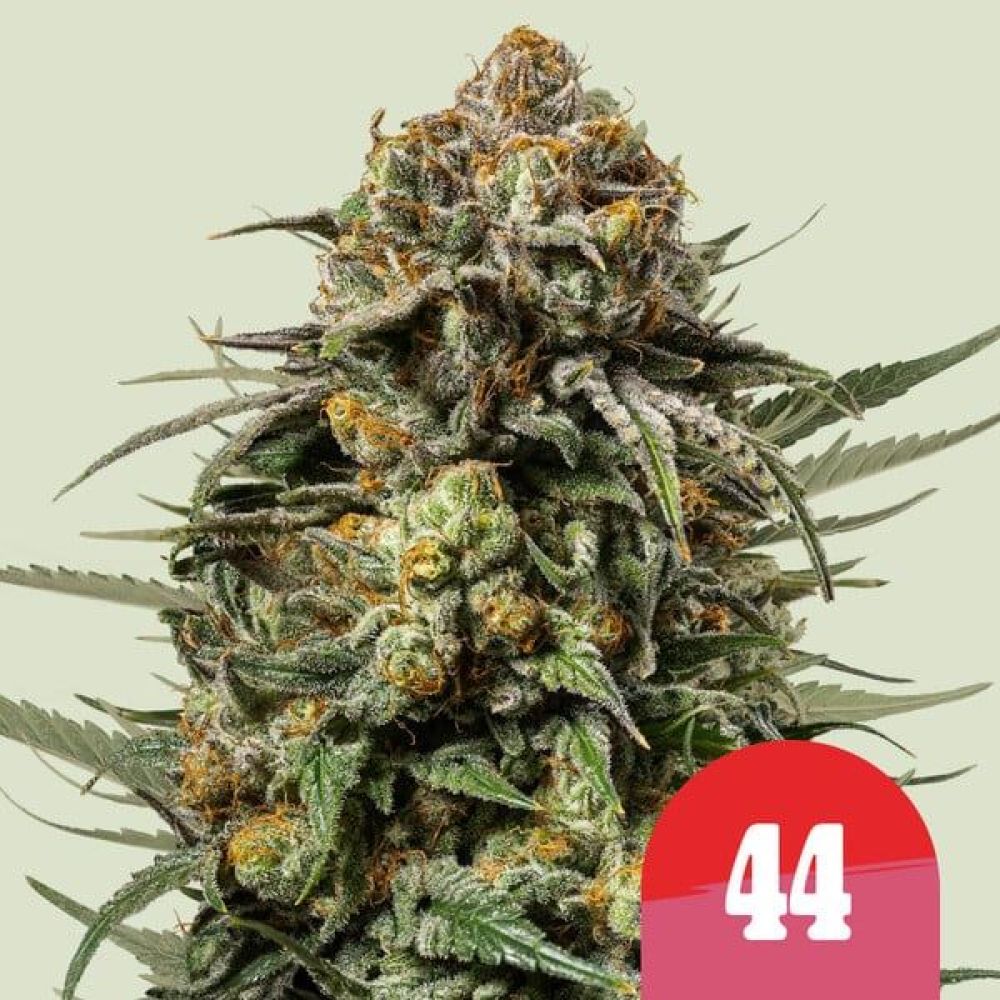 Tyson 2.0 Seeds - Gelato 44 - 5 Seeds