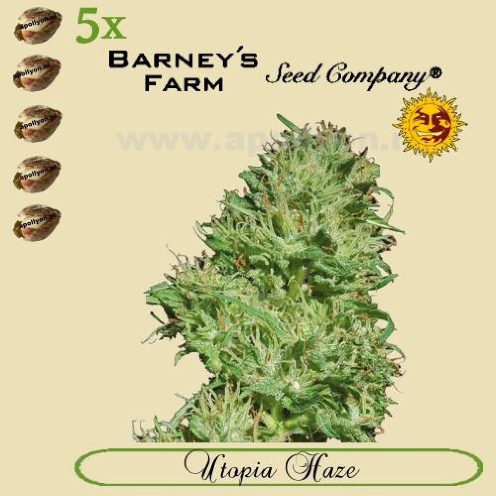 Utopia Haze 5x