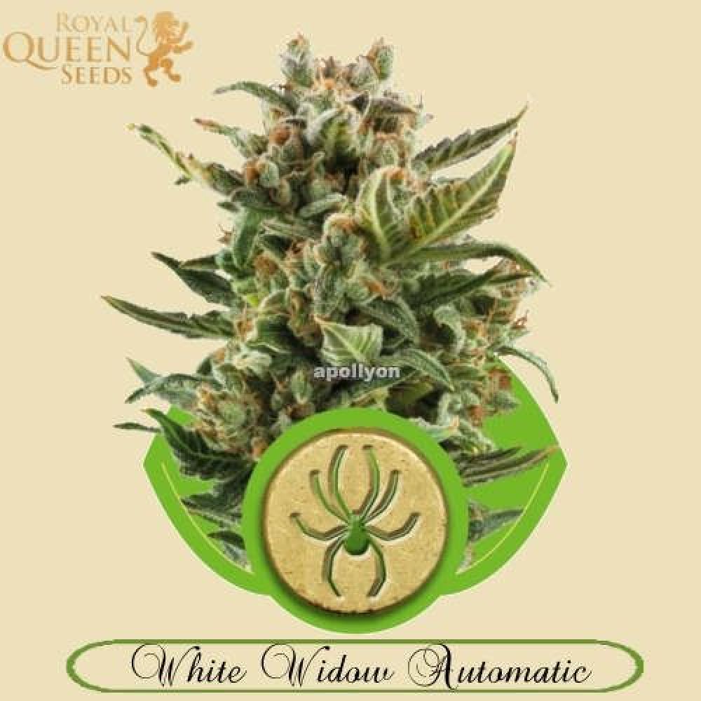 White Widow Automatic