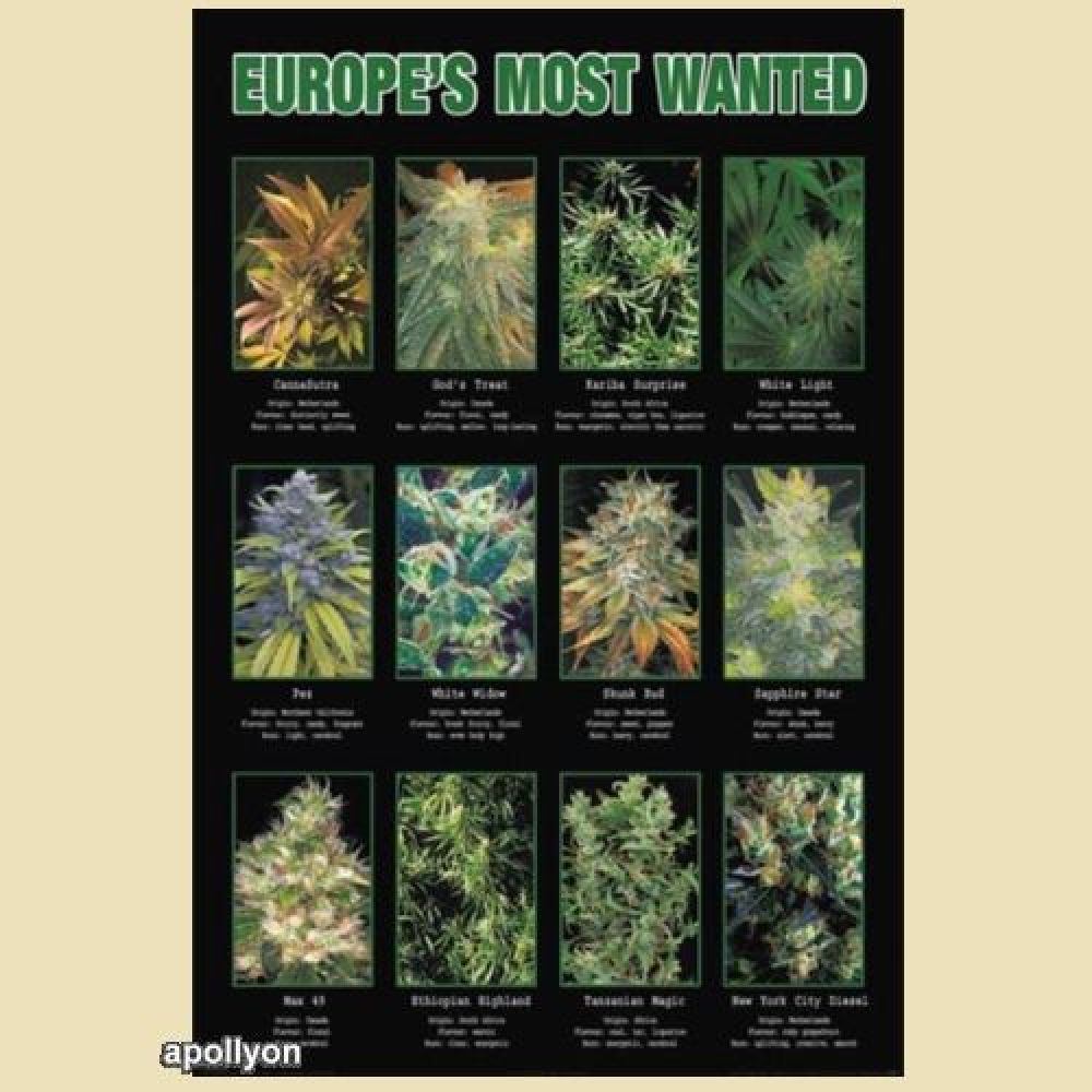 Wiet Poster Most Wanted