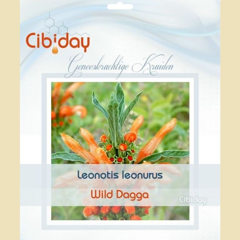 Wild Dagga Zaden