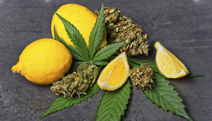 3_terpenen-inzet_1