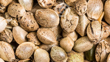 Bekijk Seedshop